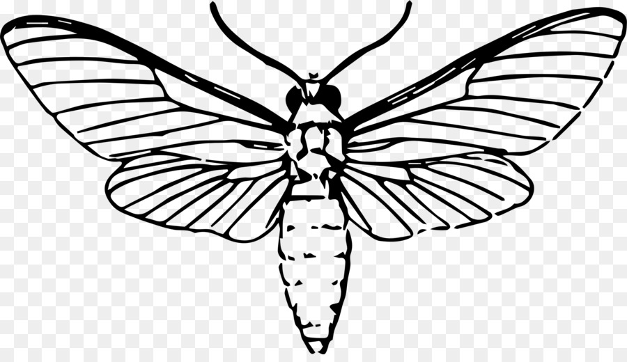 900x520 Butterfly Insect Moth Drawing - Moth Sketch