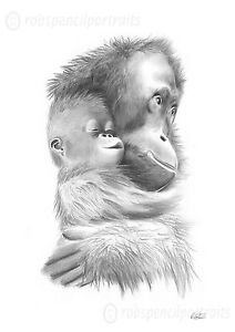 212x300 Baby Orangutan And Mother Pencil Drawing Art Print Picture Rare - Mother And Baby Pencil Sketch