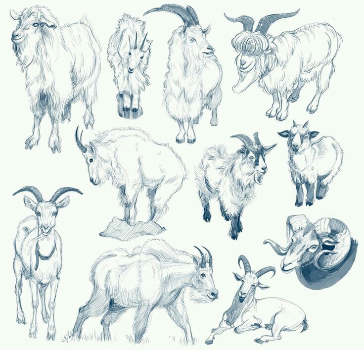 736x707 Mountain Goat Clipart Pin The Tail On - Mountain Goat Sketch