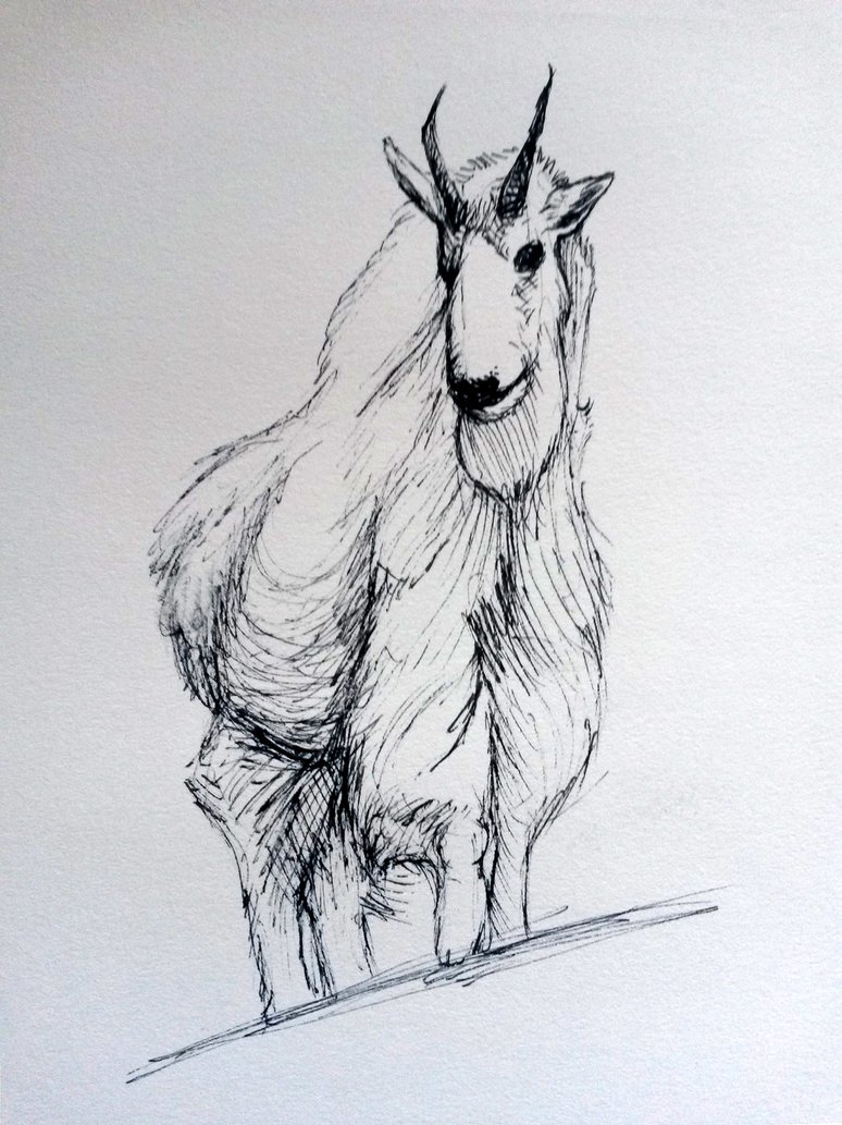 774x1033 Mountain Goat Sketch By Shewolf444 - Mountain Goat Sketch