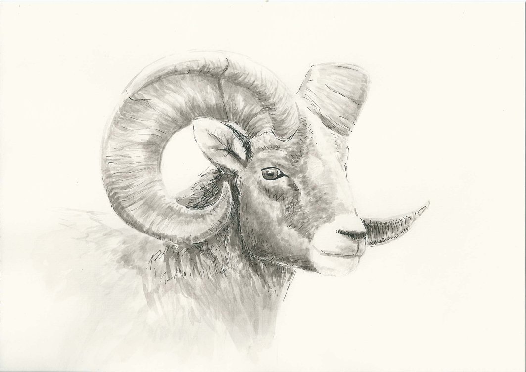 1063x752 Mountain Goat By Emily Ek - Mountain Goat Sketch
