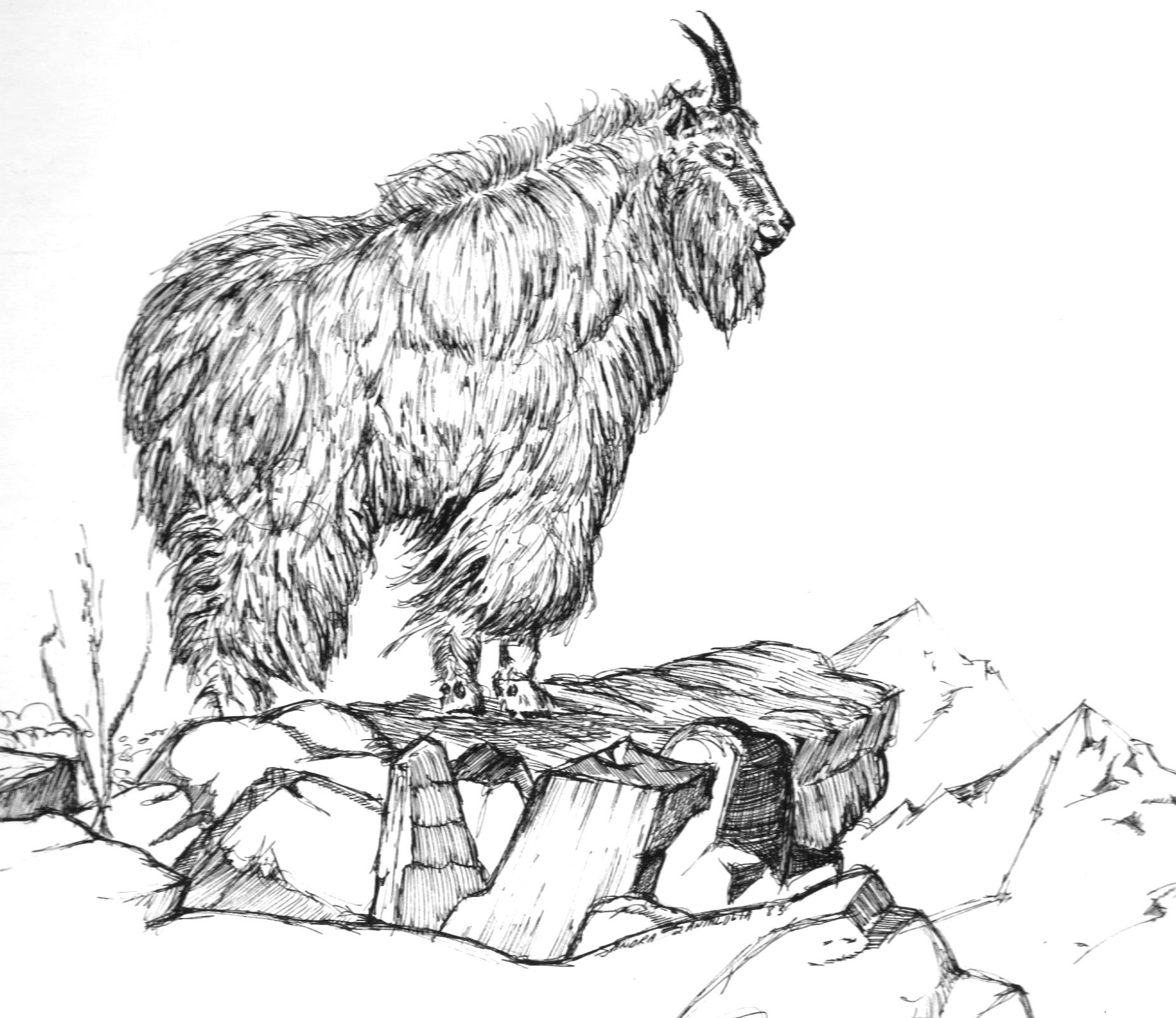 1848x1599 Mountain Goat By Sandra Santa Lucia. Check Out For More Http - Mountain Goat Sketch