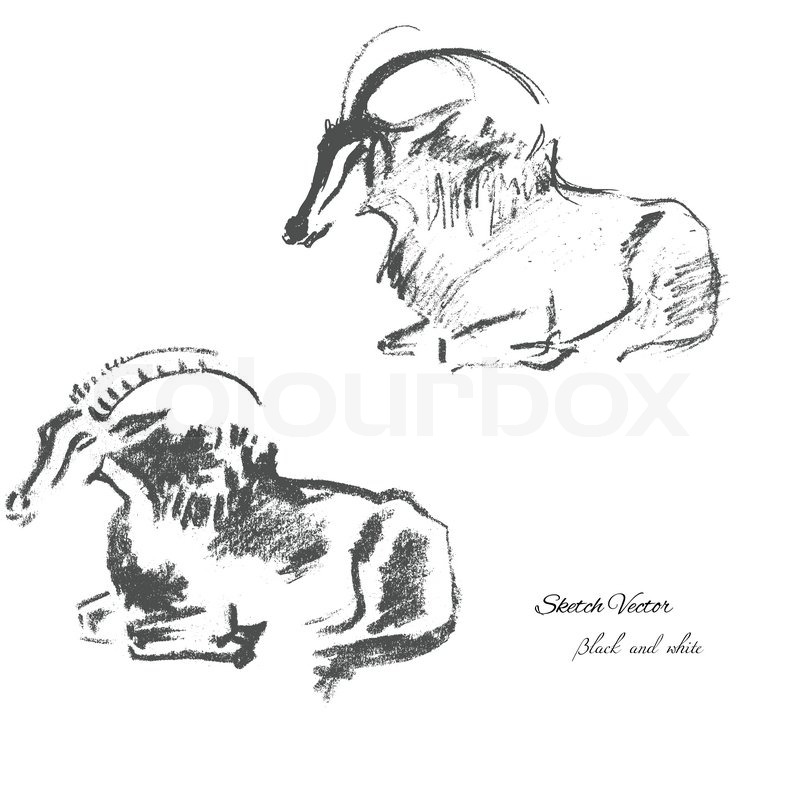 800x797 Mountain Goat.animal Sketch. Vector Illustration Stock Vector - Mountain Goat Sketch