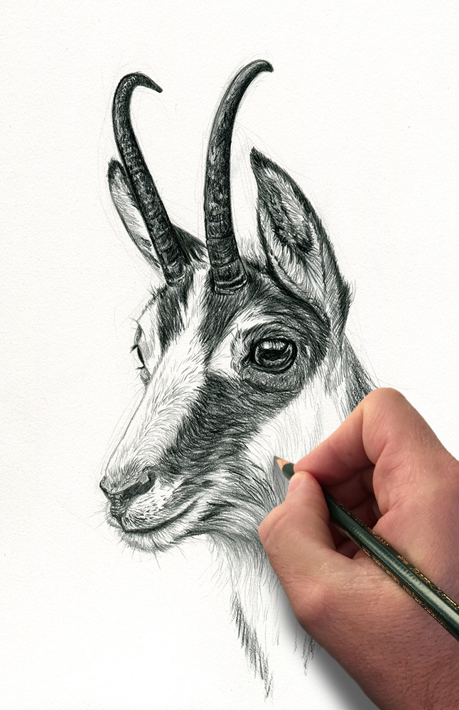 646x1000 Portrait Of A Mountain Goat - Mountain Goat Sketch