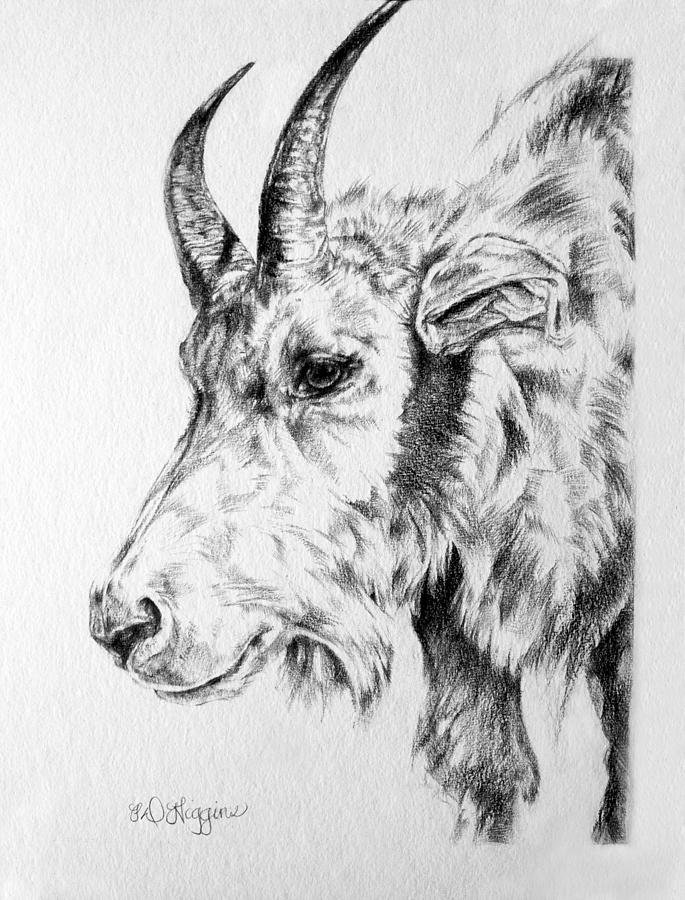 685x900 Rocky Mountain Goat Drawing By Derrick Higgins - Mountain Goat Sketch