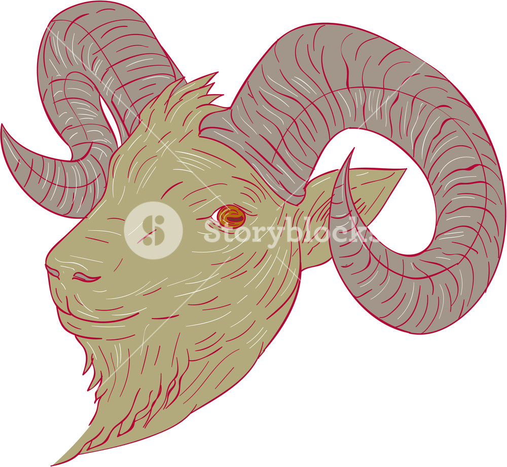 1000x922 Drawing Sketch Style Illustration Of A Mountain Goat Ram Head - Mountain Goat Sketch