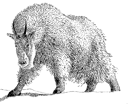 431x348 Ungulates (Big Game), Line Art U.s. Fish And Wildlife Service - Mountain Goat Sketch