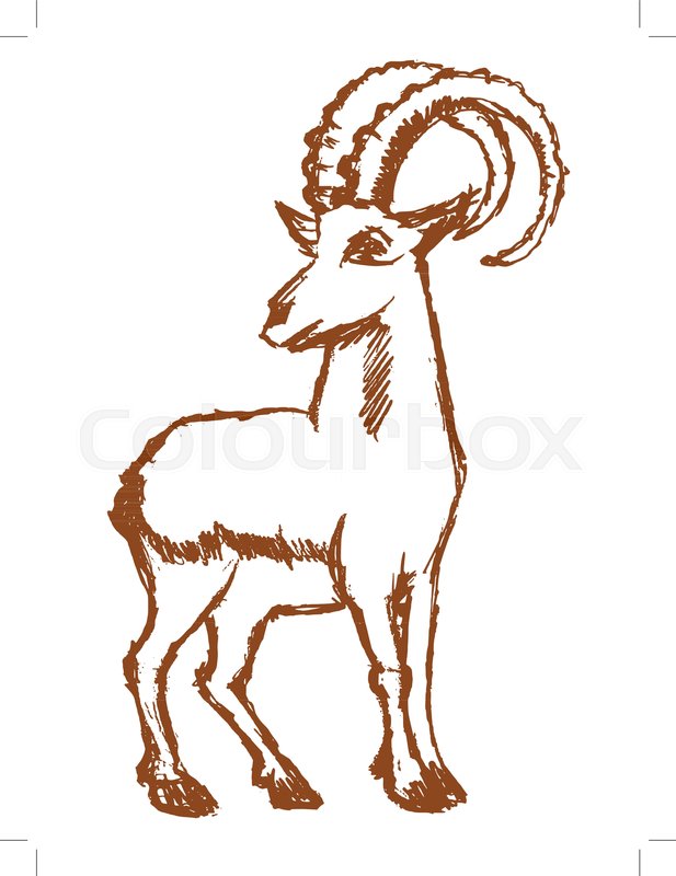 617x800 Vector, Sketch, Hand Drawn Illustration Of Mountain Goat Stock - Mountain Goat Sketch