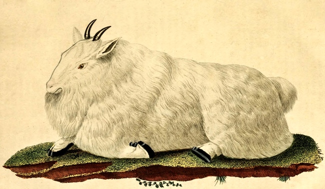 650x379 White Mountain Goat Drawing From 1822 - Mountain Goat Sketch