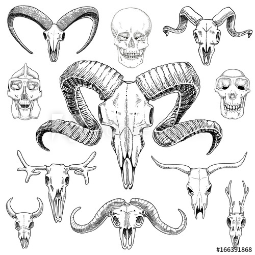 500x500 Anatomy Illustration. Engraved Hand Drawn In Old Sketch And - Mountain Goat Sketch