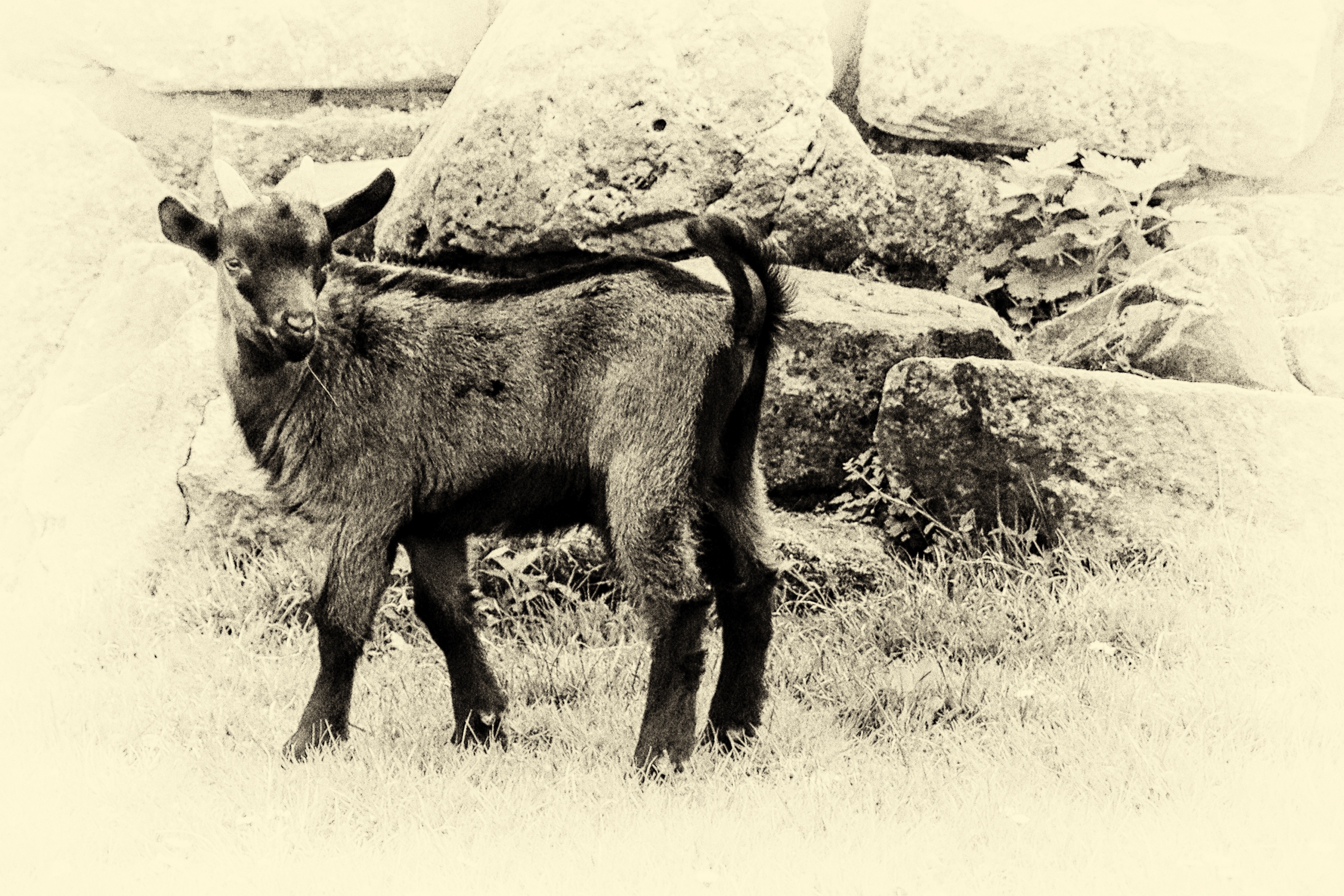 3543x2362 Free Images Black And White, Sheep, Mammal, Fauna, Mountain Goat - Mountain Goat Sketch