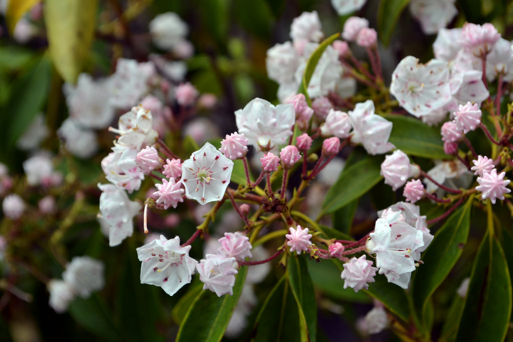 Mountain Laurel Sketch At Paintingvalley.com 