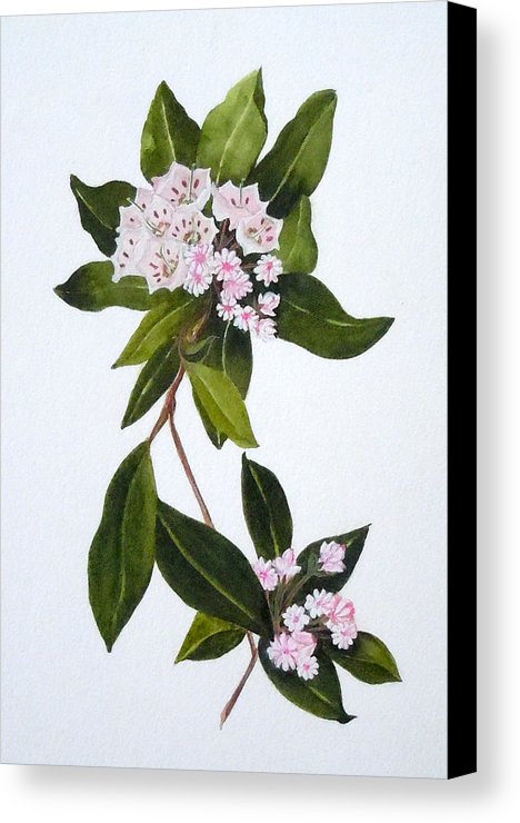 468x740 Mountain Laurel Canvas Print Canvas Art By Jean Blackmer - Mountain Laurel Sketch