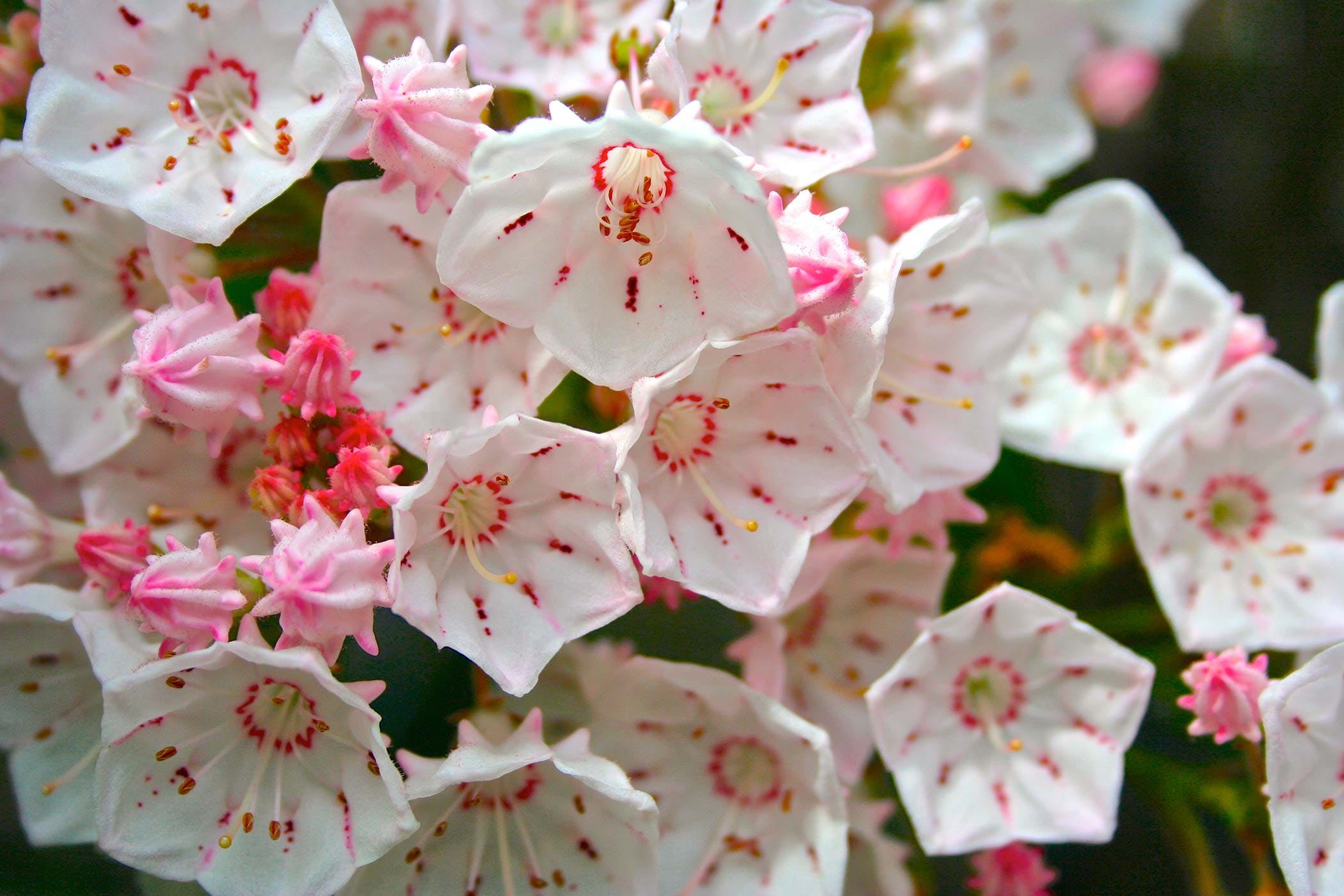 2100x1400 Mountain Laurel Poisoning In Dogs - Mountain Laurel Sketch