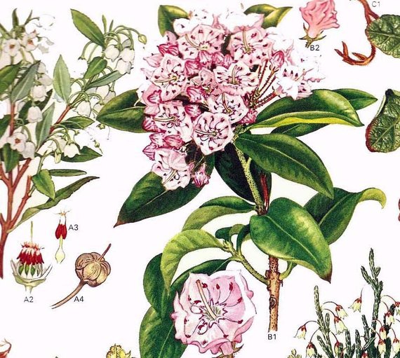 570x511 Mountain Laurel Wildflower Central North America Botanical Etsy - Mountain Laurel Sketch