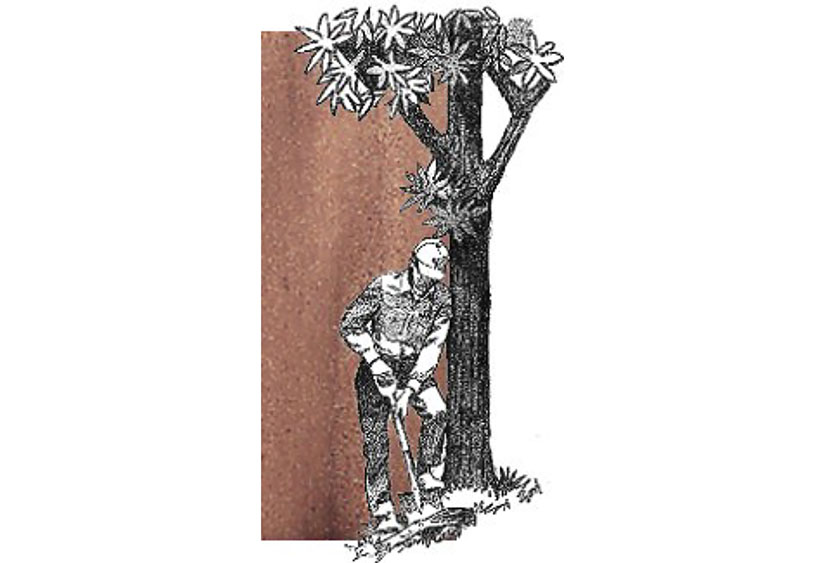 825x563 Mountain Laurel - Mountain Laurel Sketch