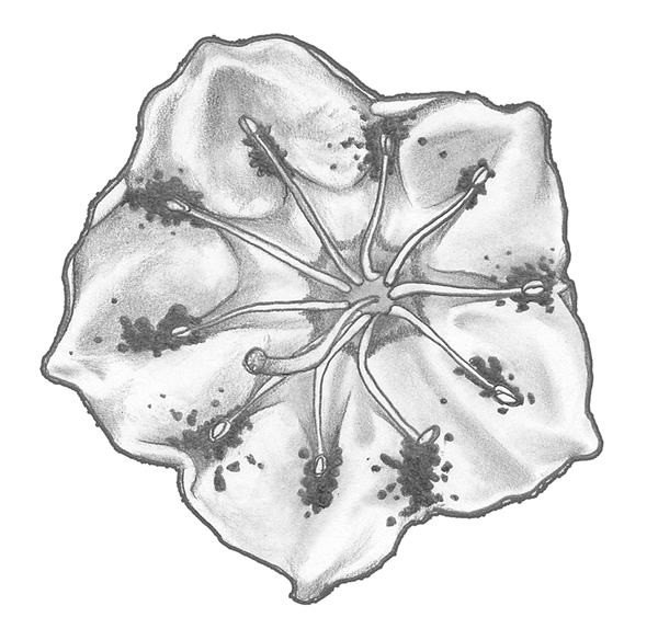 600x584 Piper The Raccoon - Mountain Laurel Sketch