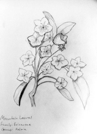 326x450 Botanical Art Mountain Laurel Sandboxtosocrates - Mountain Laurel Sketch