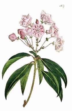 250x381 Mountain Laurel Illustration - Mountain Laurel Sketch