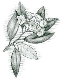 225x287 46 Best Mountain Laurel Tattoo Images Laurel Tattoo - Mountain Laurel Sketch