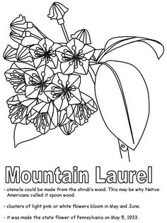 236x314 88 Best Mountain Laurel Images Laurel Flower - Mountain Laurel Sketch