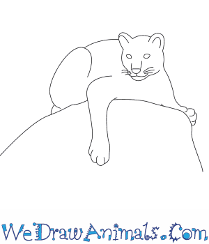 300x350 How To Draw A Mountain Lion - Mountain Lion Sketch