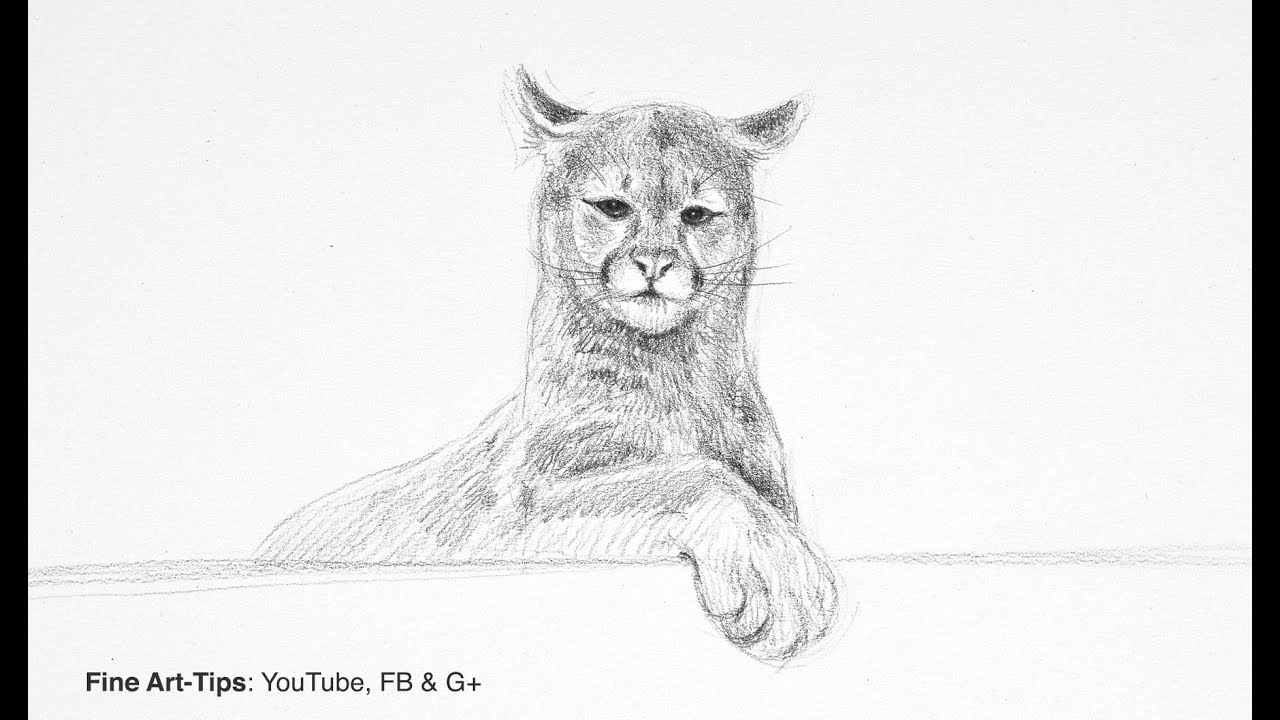 1280x720 How To Draw A Puma (Mountain Lion Or Cougar) - Mountain Lion Sketch