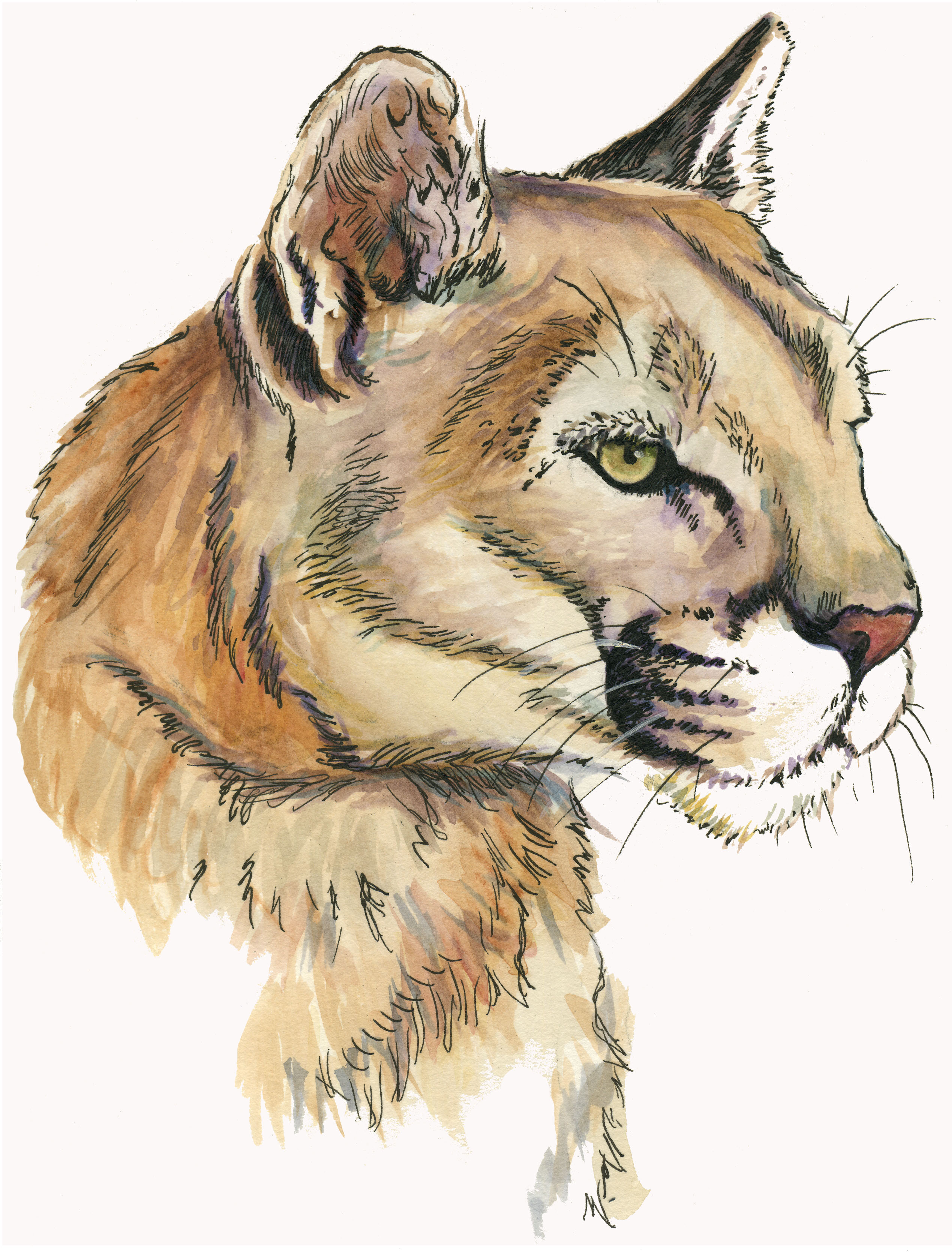 2539x3340 Mountain Lion Drawing Jkazzie Fanfiction Blog - Mountain Lion Sketch