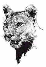 150x217 Mountain Lion Life Cycle - Mountain Lion Sketch