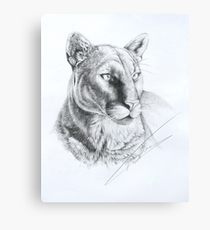 210x230 Mountain Lion Sketch Canvas Prints Redbubble - Mountain Lion Sketch