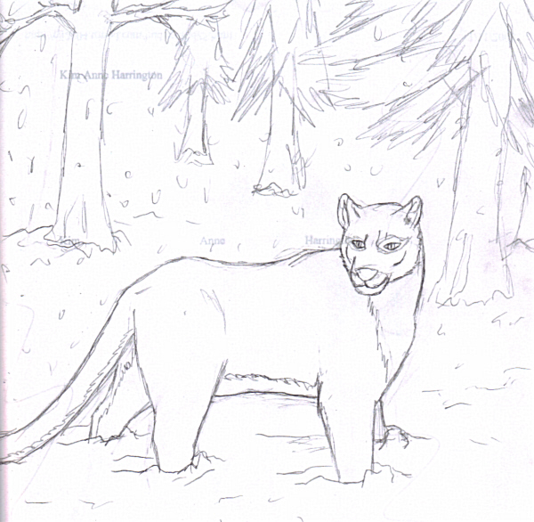 600x586 Mountain Lion Sketch By Kar Jindragongoddess - Mountain Lion Sketch