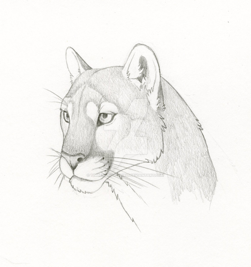 866x923 Mountain Lion By Timber Wolf Spirit - Mountain Lion Sketch