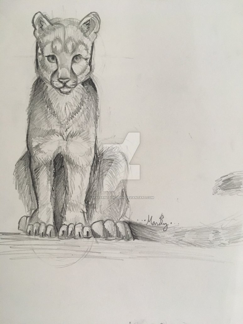 774x1032 Mountain Lion By Watermelon Jenn - Mountain Lion Sketch