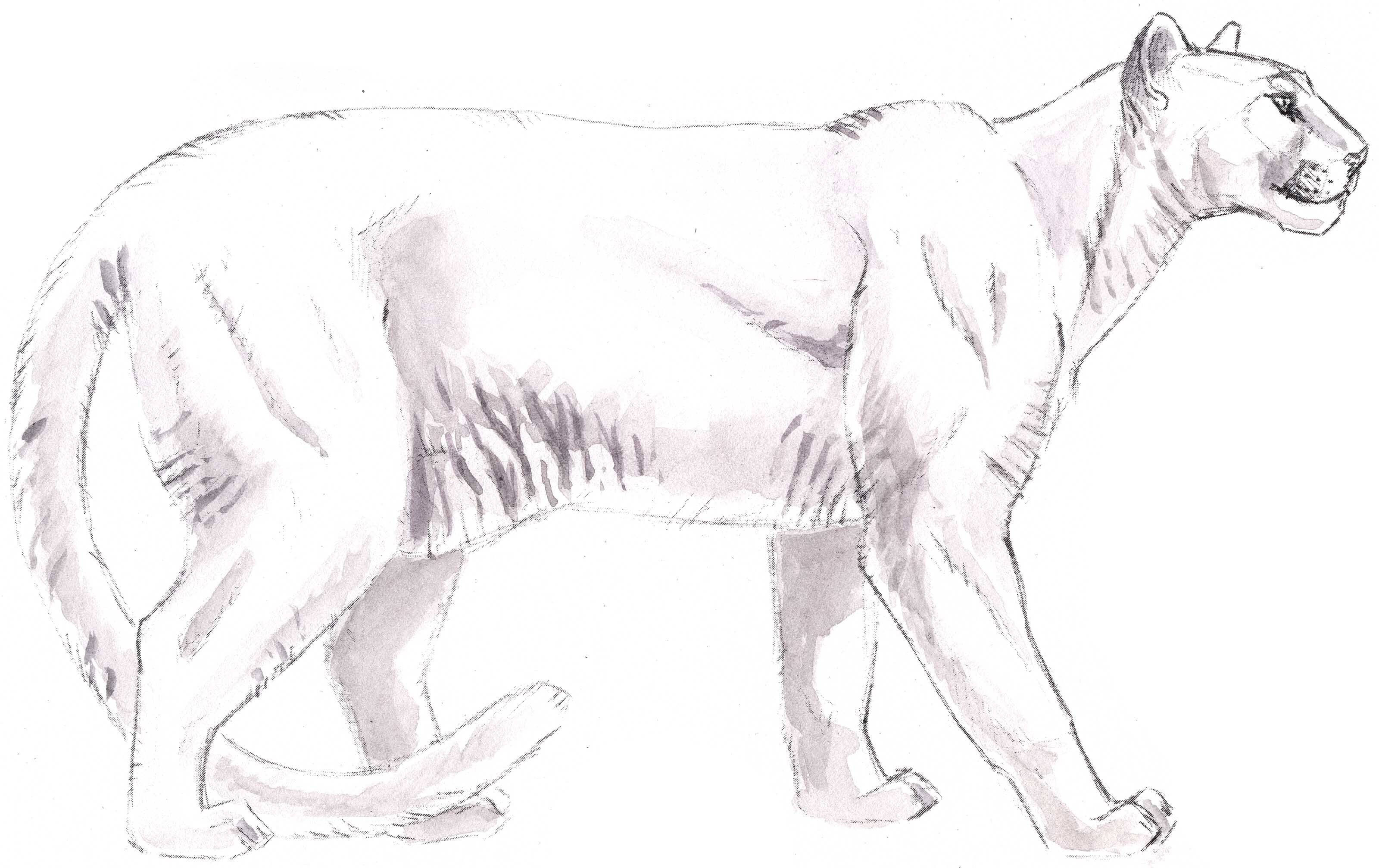 3200x2014 Mountain Lion Skeleton 18 - Mountain Lion Sketch