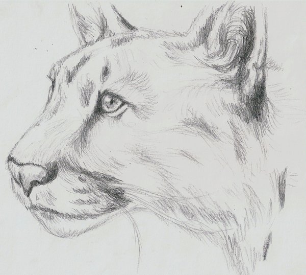 600x538 Mountain Lion Sketch By Wallabby - Mountain Lion Sketch