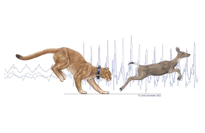 850x550 Study Of Mountain Lion Energetics Shows The Power Of The Pounce - Mountain Lion Sketch
