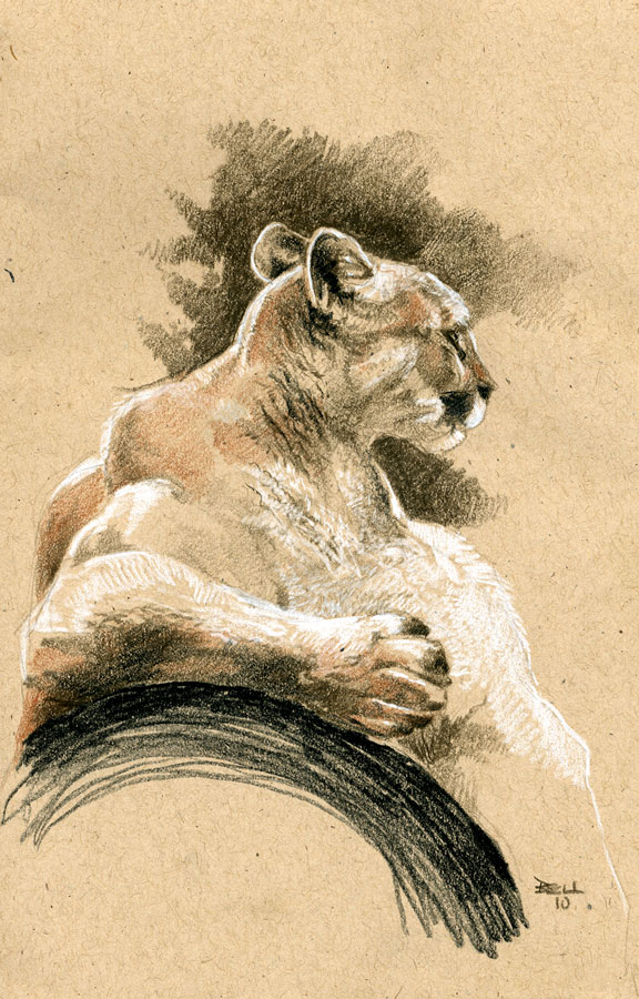 576x900 Doug Buddy Mountain Lion Sketch - Mountain Lion Sketch
