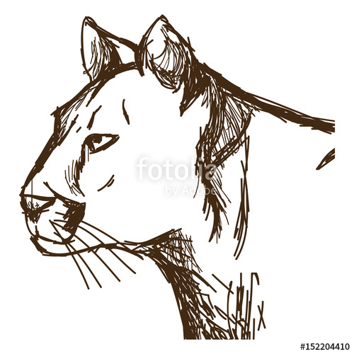 500x500 Hand Drawn Cougar Or Mountain Lion. Portrait Animal Sketch - Mountain Lion Sketch