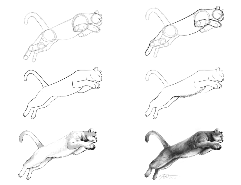 800x614 Mountain Lion Drawings Drawings I Like Lions, Lion - Mountain Lion Sketch