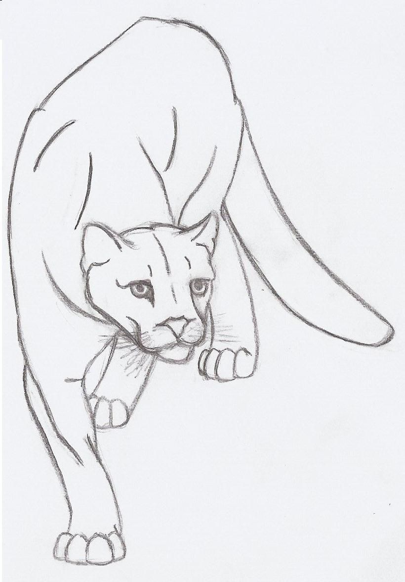 820x1176 Mountain Lion Drawings Drawings I Like Sketches - Mountain Lion Sketch