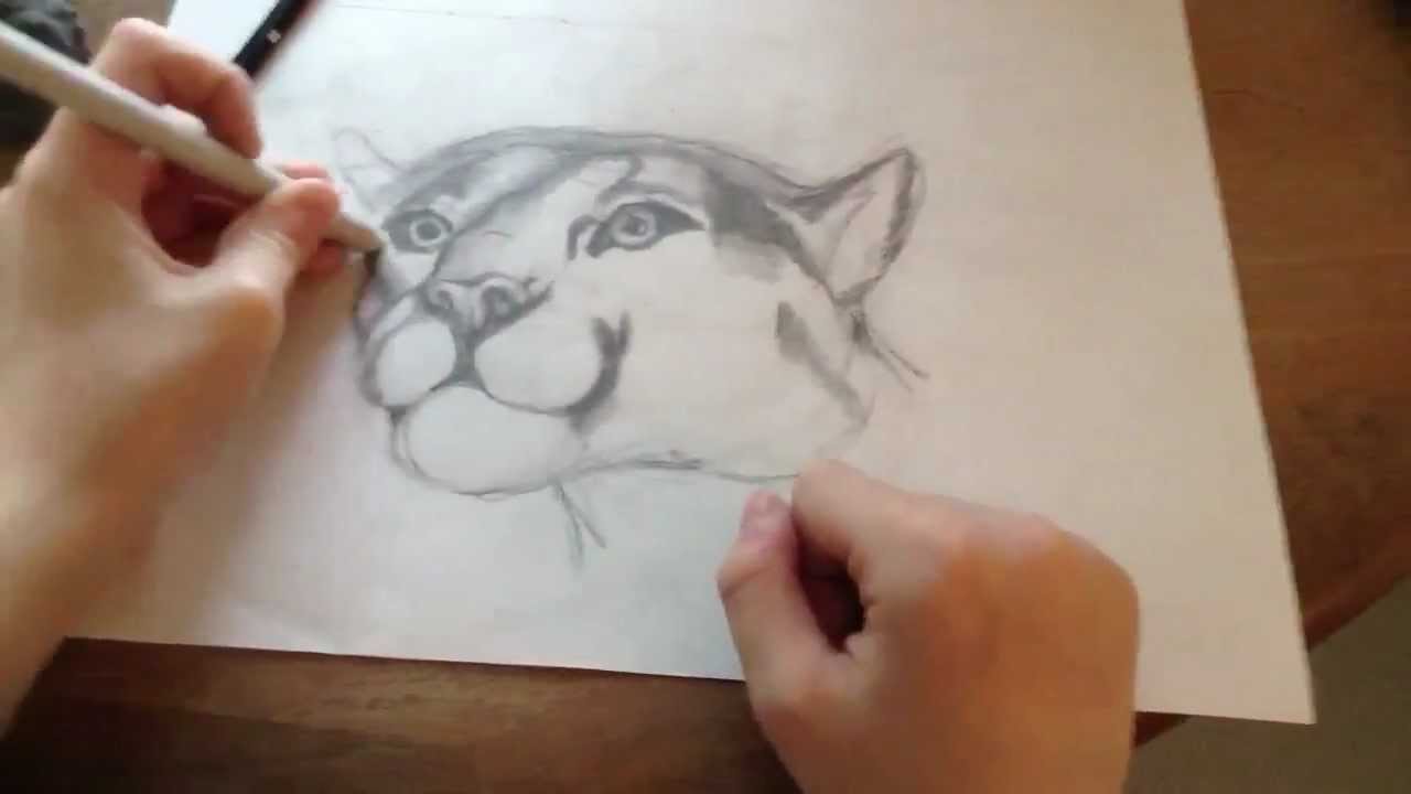1280x720 Drawing A Realistic Mountain Lion (Pt. 1, Time Lapse) - Mountain Lion Sketch