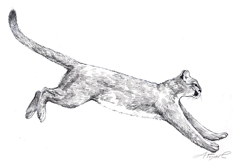 800x567 Have You Seen A Mountain Lion The Outside Story - Mountain Lion Sketch