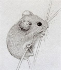 236x271 454 Best Sketches Of Dormice - Mouse Pencil Sketch