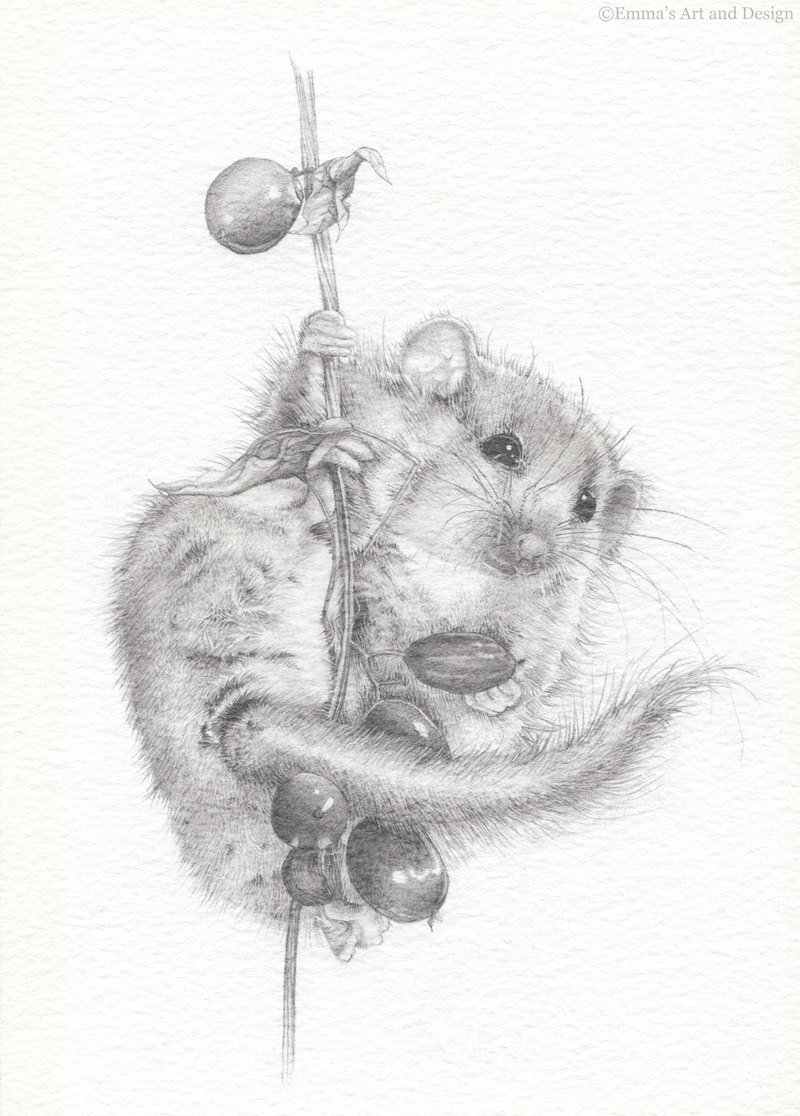 800x1116 Pictures Pencil Drawings Of Mice, - Mouse Pencil Sketch