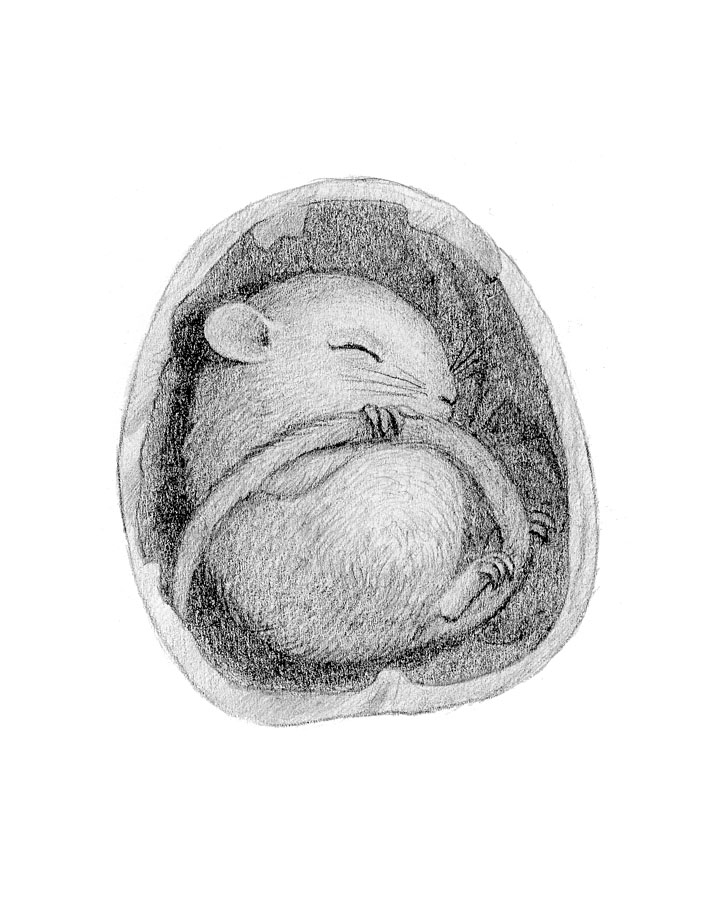 720x900 Pencil Spot Colors - Mouse Pencil Sketch