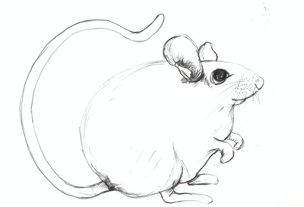 1000x680 Cynthia White Mouse For Eri - Mouse Pencil Sketch