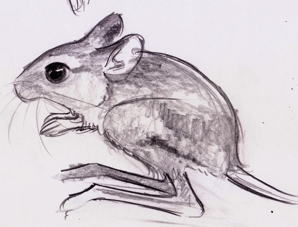 1024x781 Jumping Mouse Sketch By Knufad Zzaj - Mouse Sketch