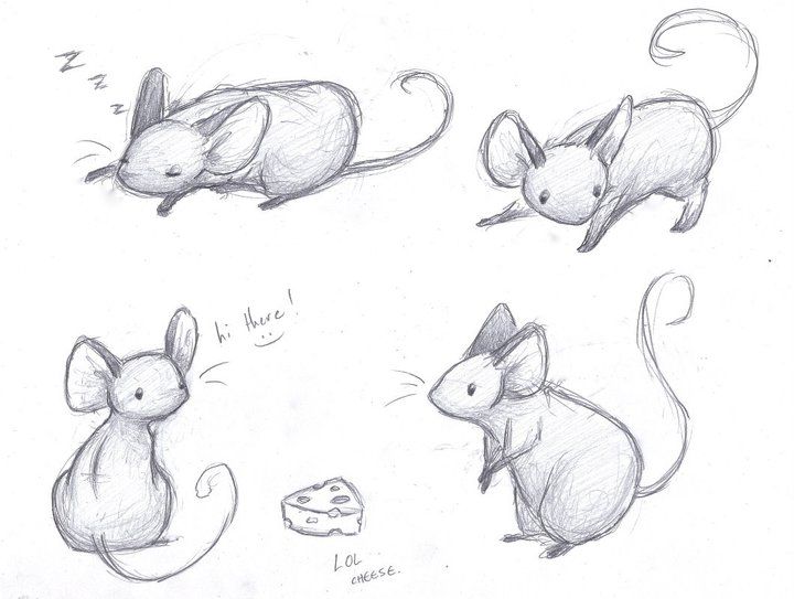 720x543 Mice Sketches By On @ - Mouse Sketch