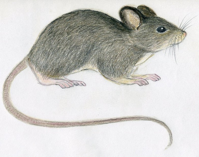 784x620 How To Draw A Mouse - Mouse Sketch Images