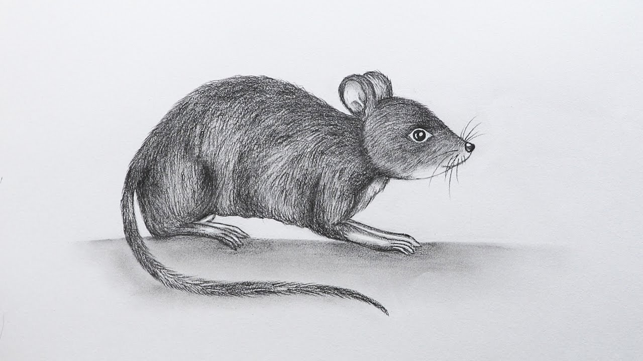 1280x720 How To Sketch A Mouse - Mouse Sketch Images